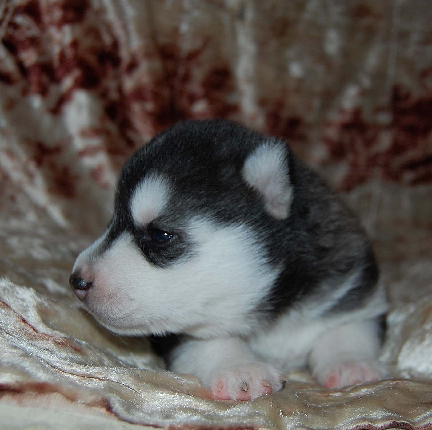 Szczeni�ta Zory i Balto.