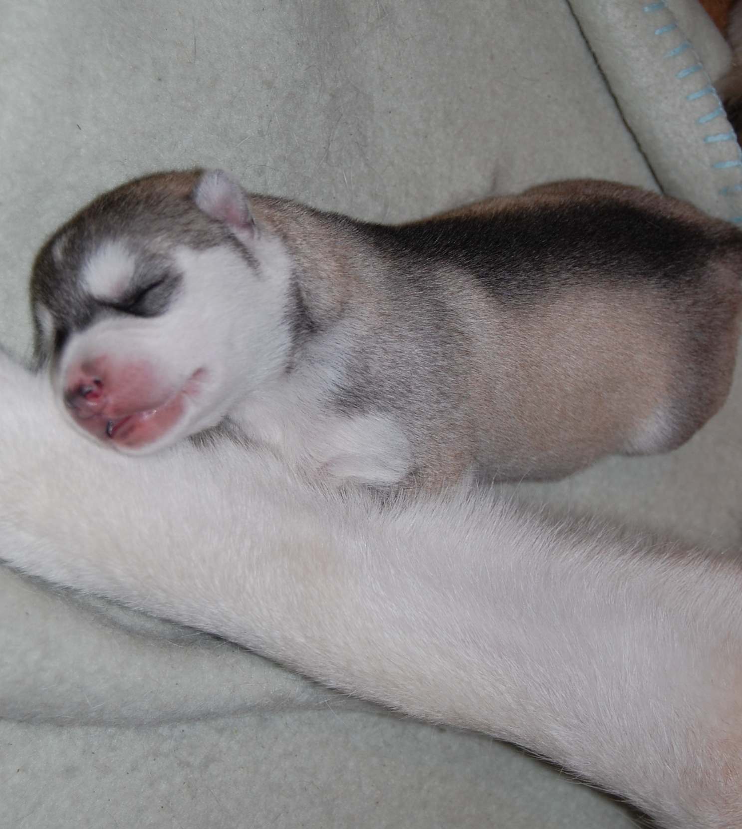 Puppies from Polarctica FCI