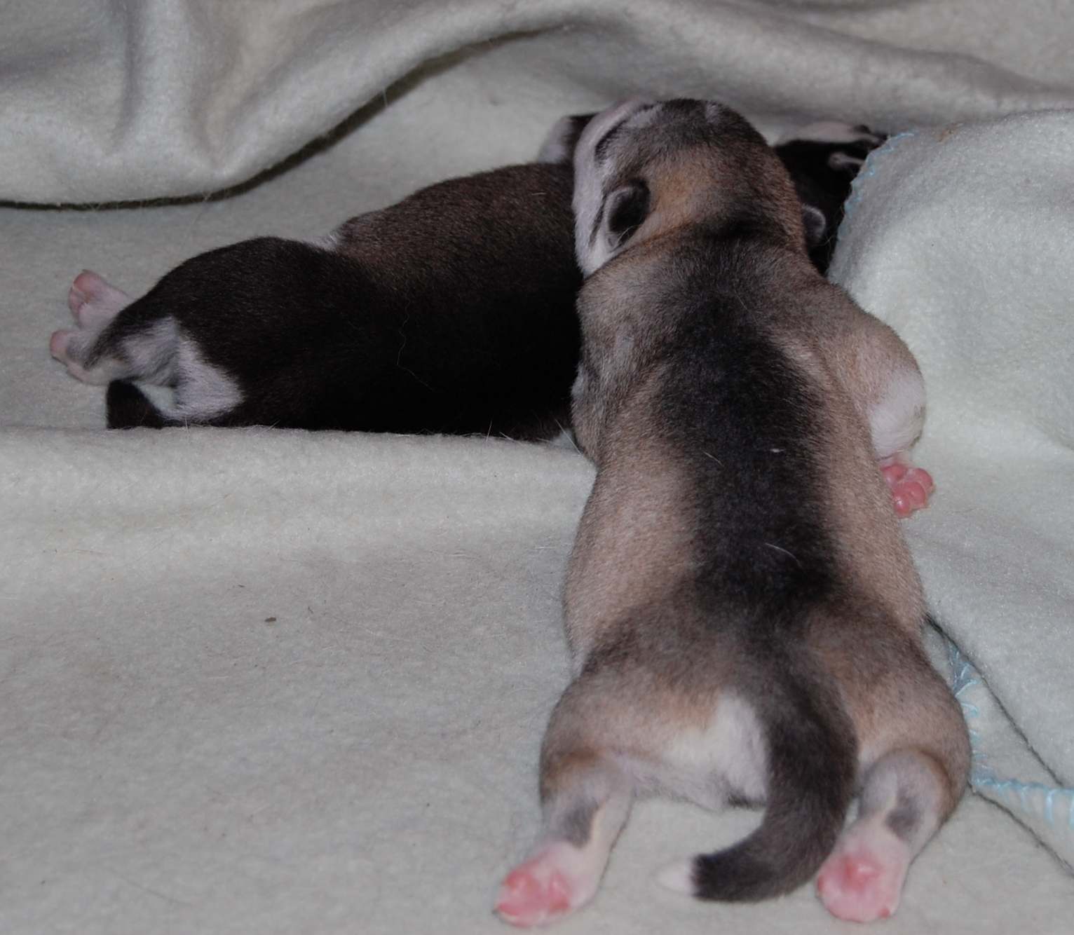 Puppies from Polarctica FCI