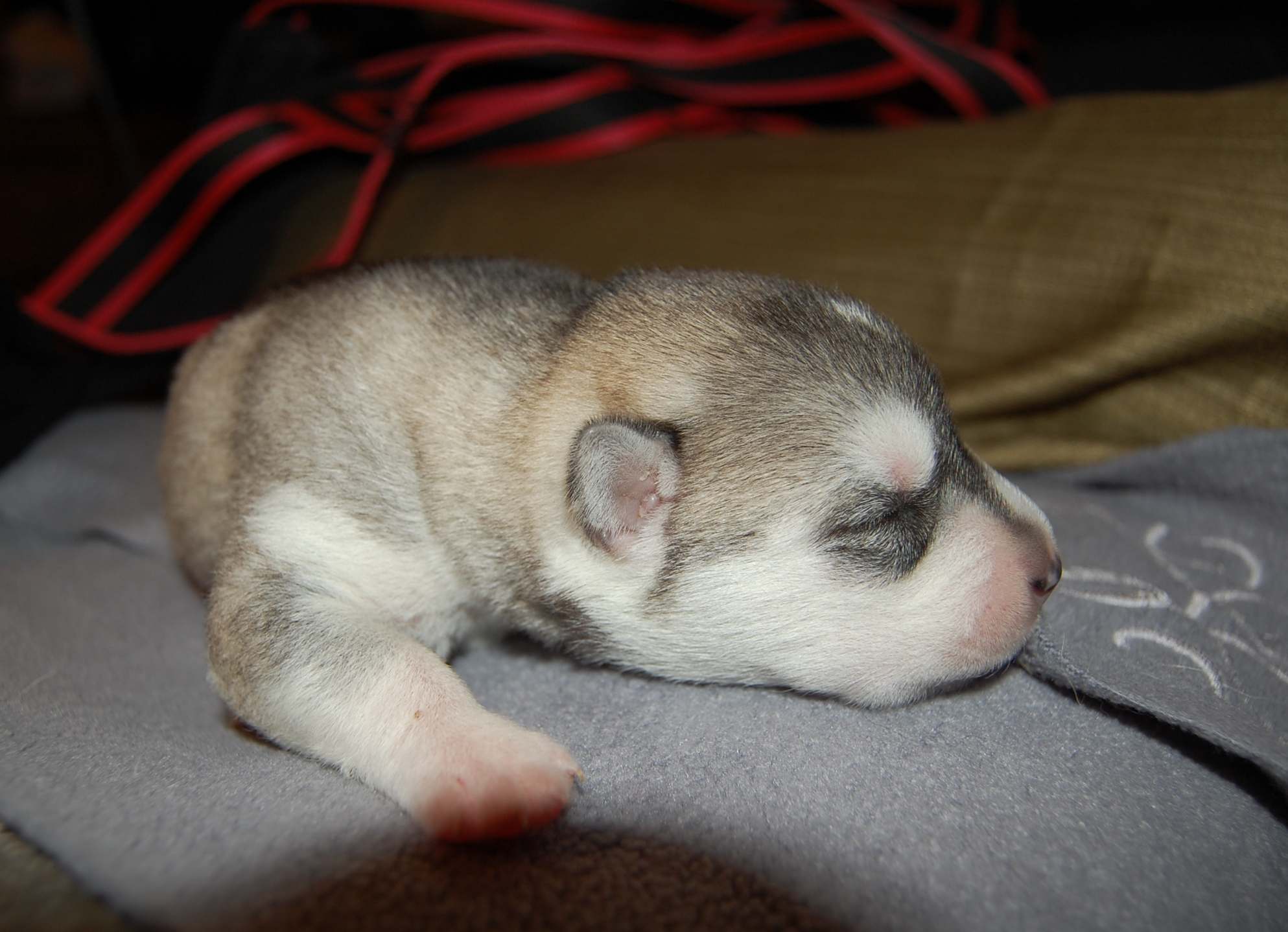 Puppies from Polarctica FCI