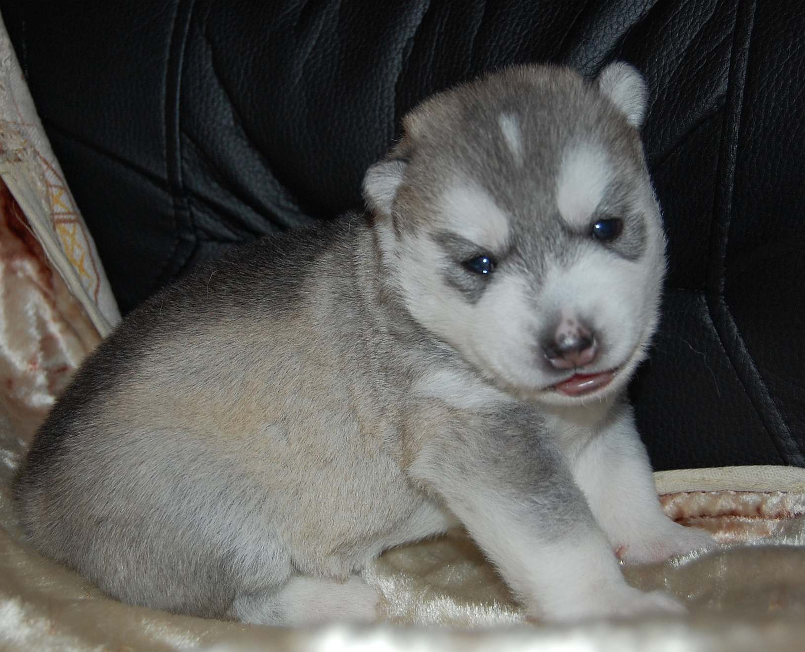 Szczeni�ta Zory i Balto.