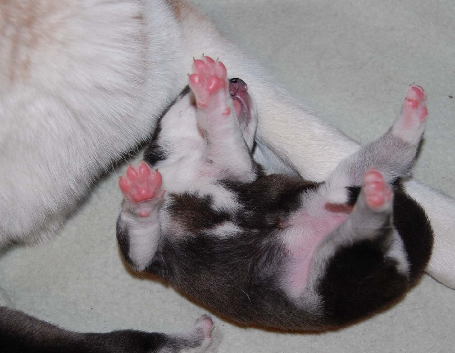 Puppies from Polarctica FCI