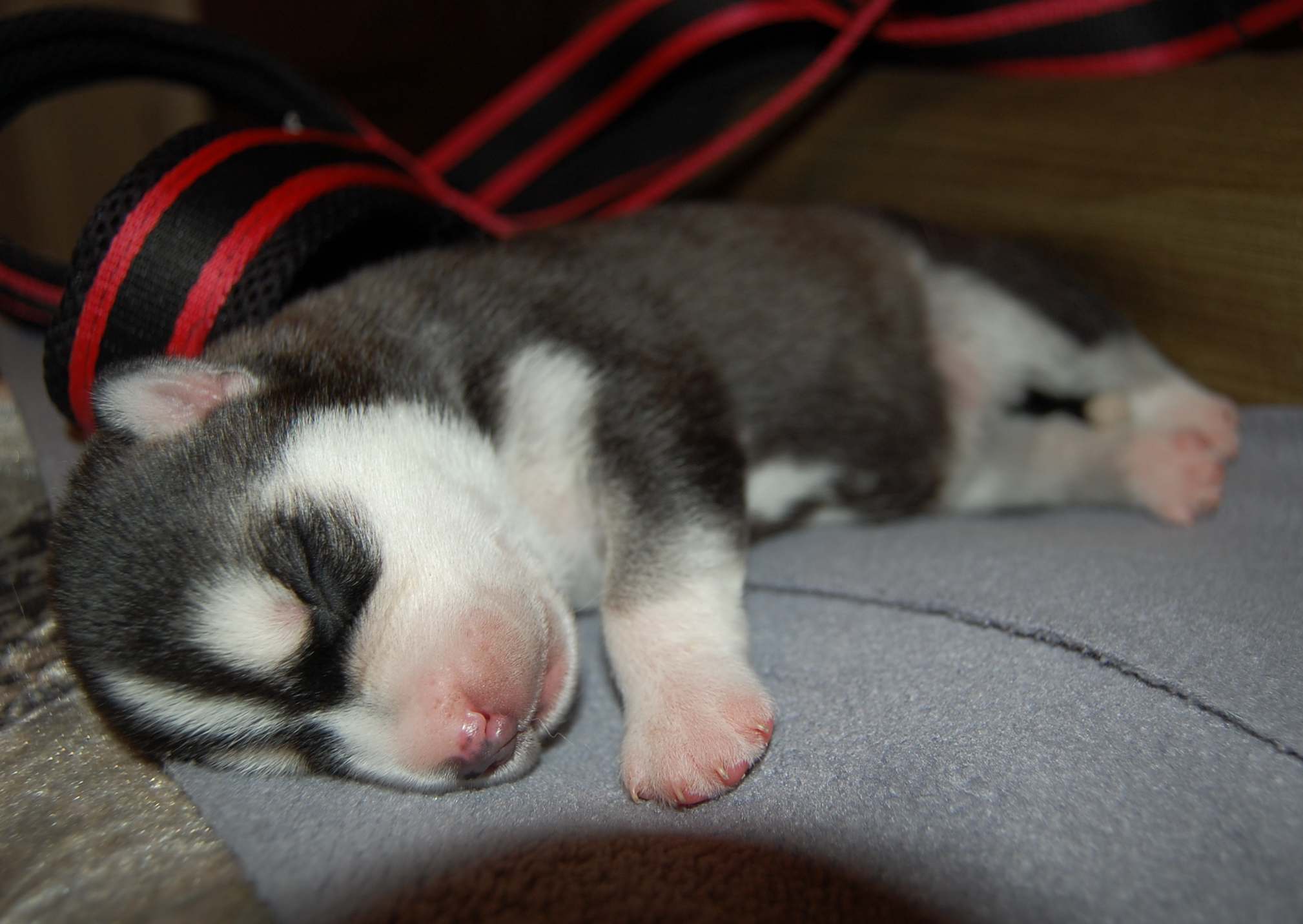 Puppies from Polarctica FCI