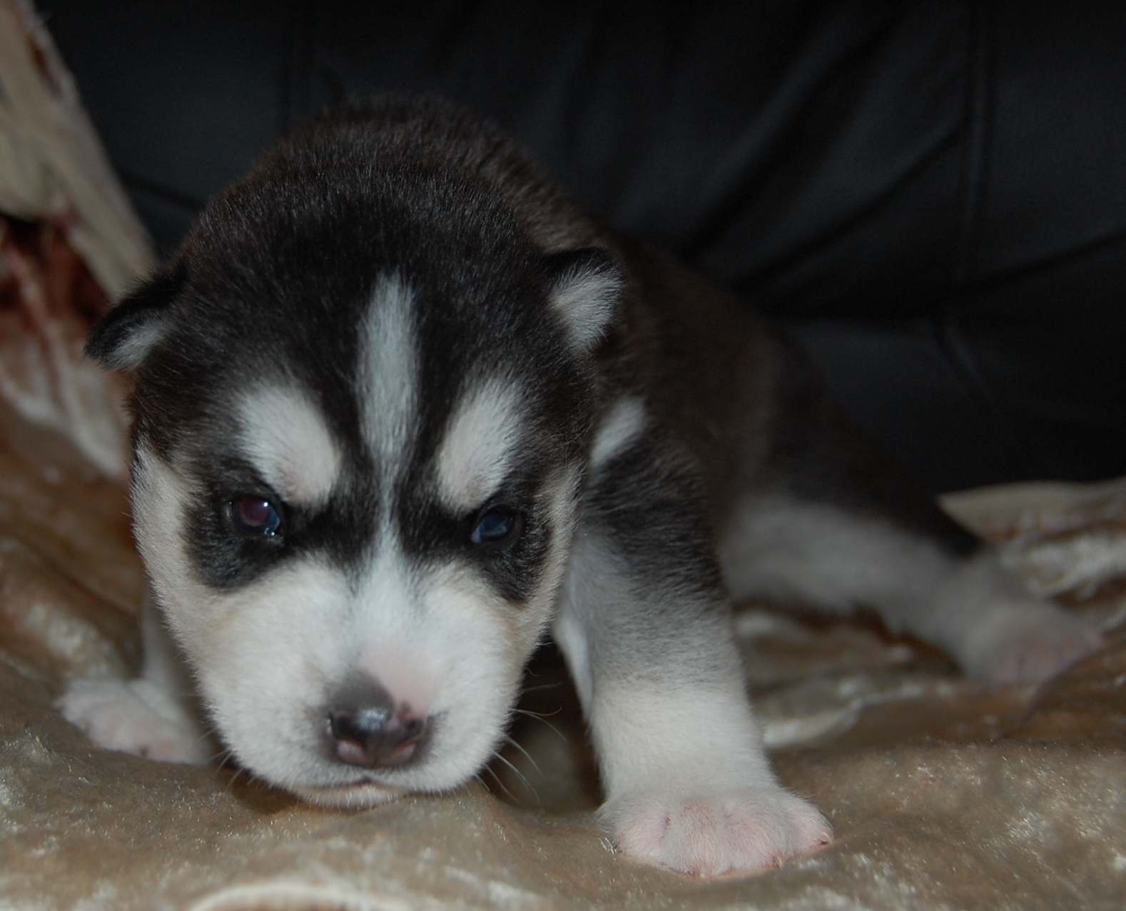 Szczeni�ta Zory i Balto.