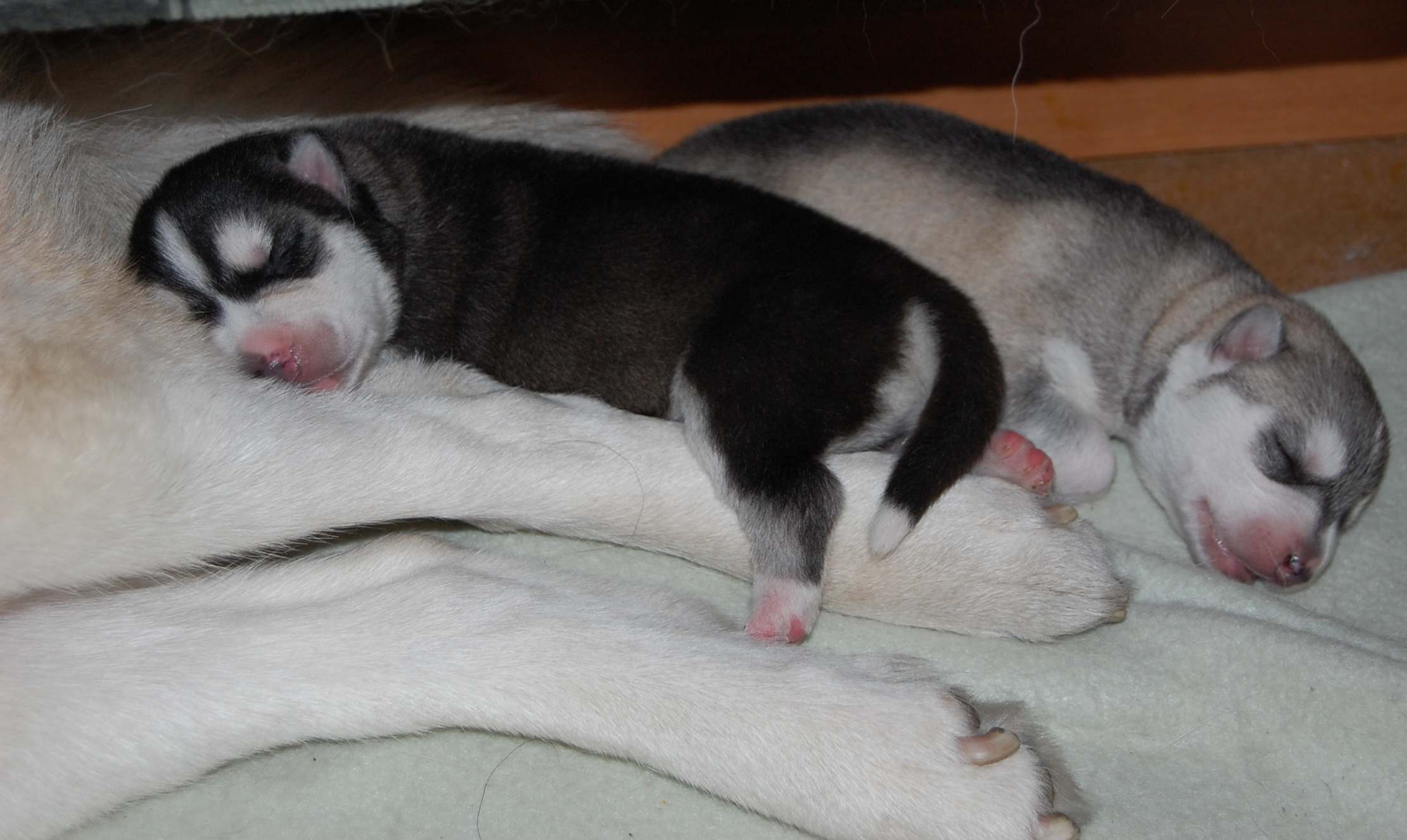 Puppies from Polarctica FCI