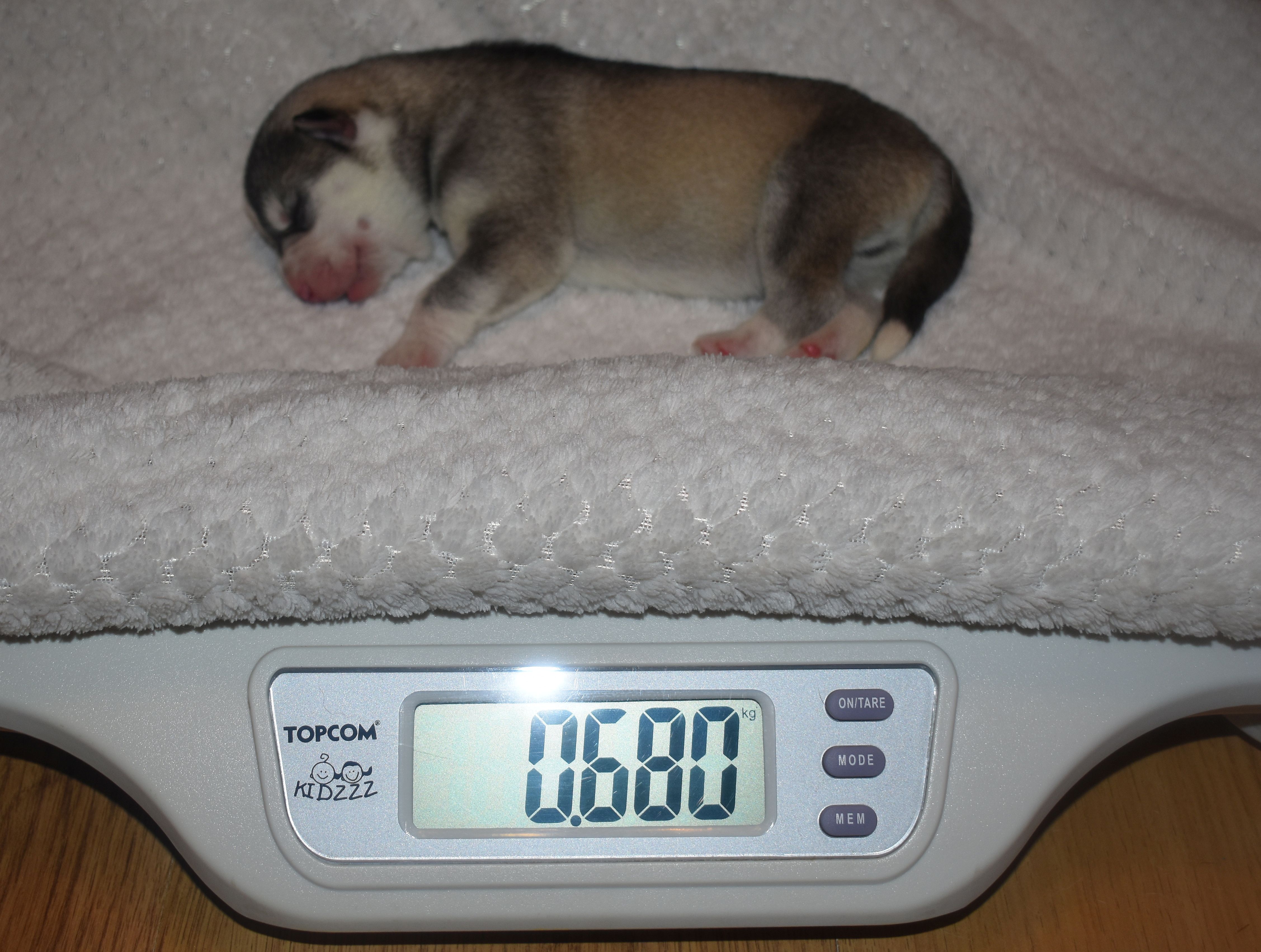 male, wolfgrey