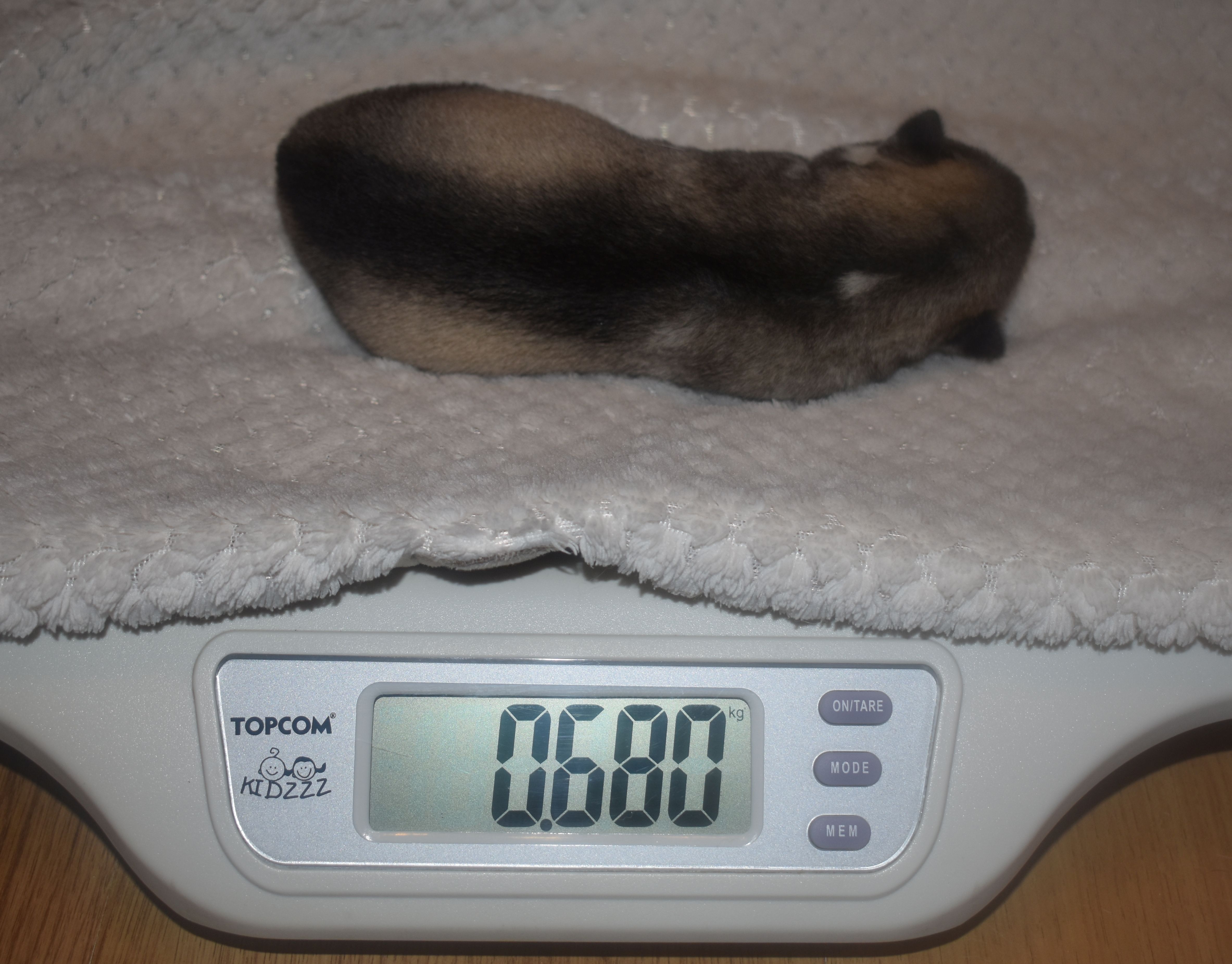 male, wolfgrey