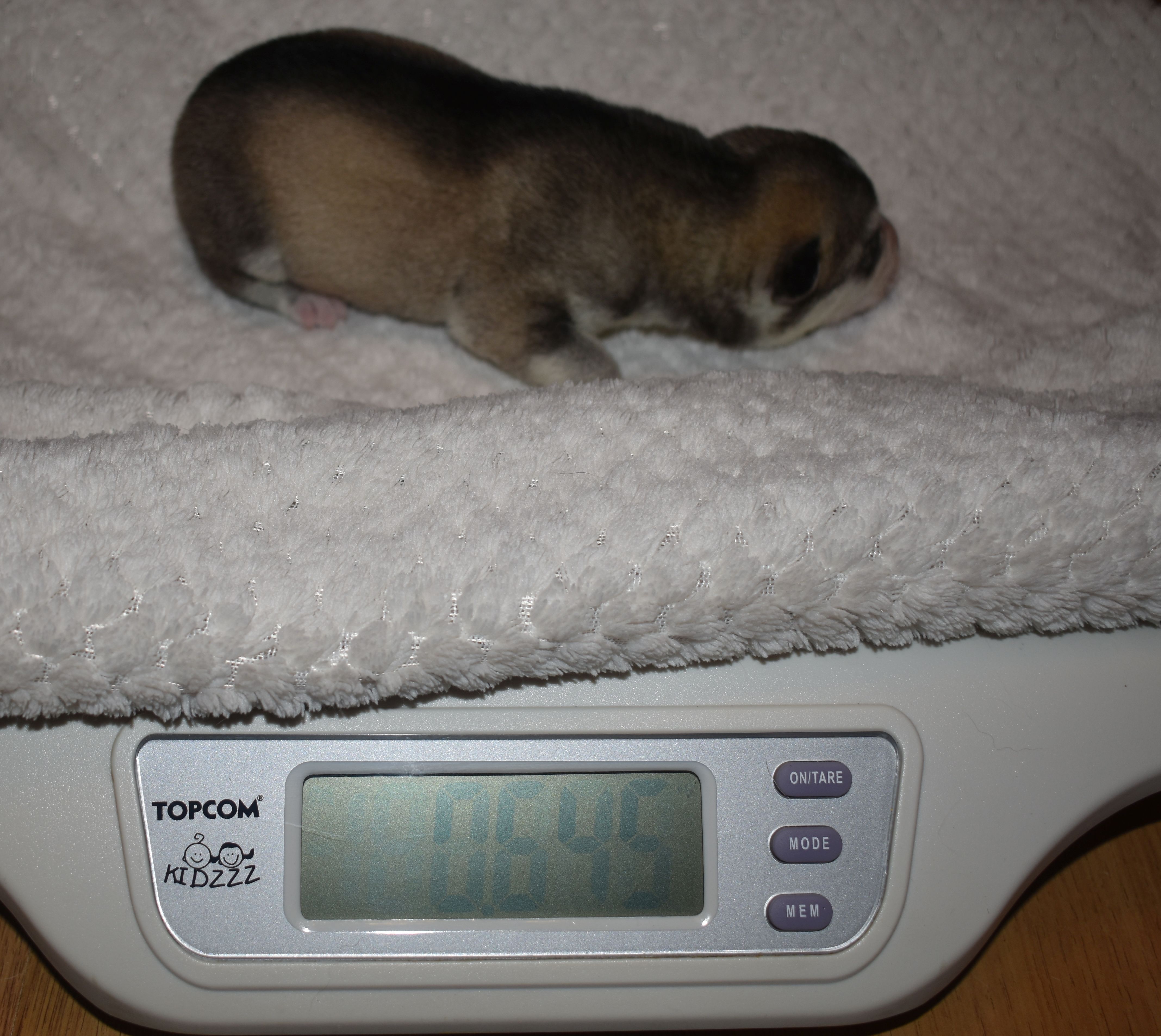 male, wolfgrey