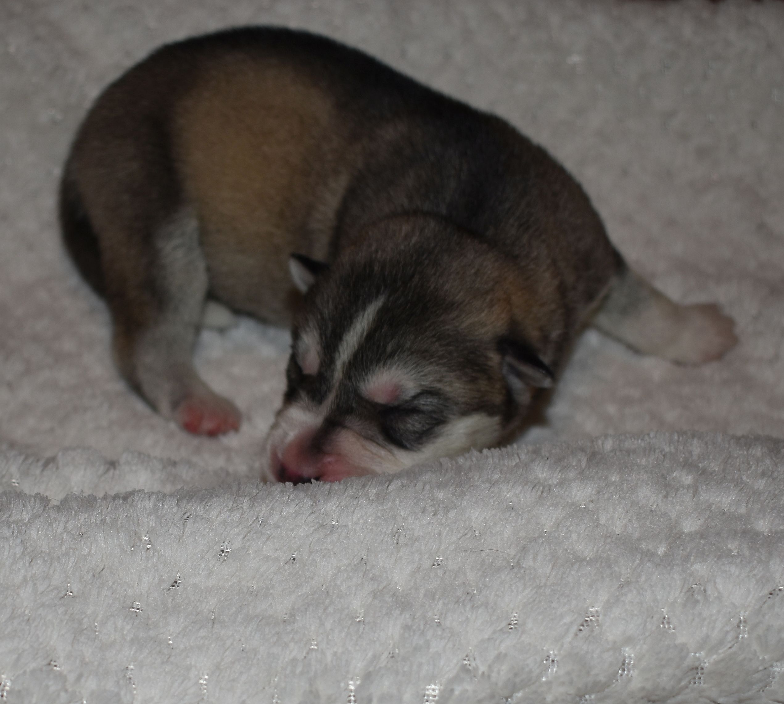 male, wolfgrey