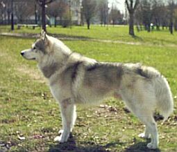 AJAKS WALECZNY Fortunatus