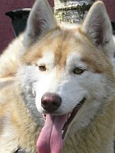 ALASKA �nie�na Wataha