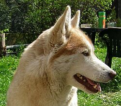 ALASKA �nie�na Wataha