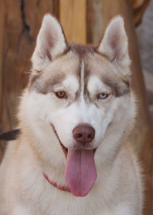 ELF ROSSETIA Sleed Dogs FCI