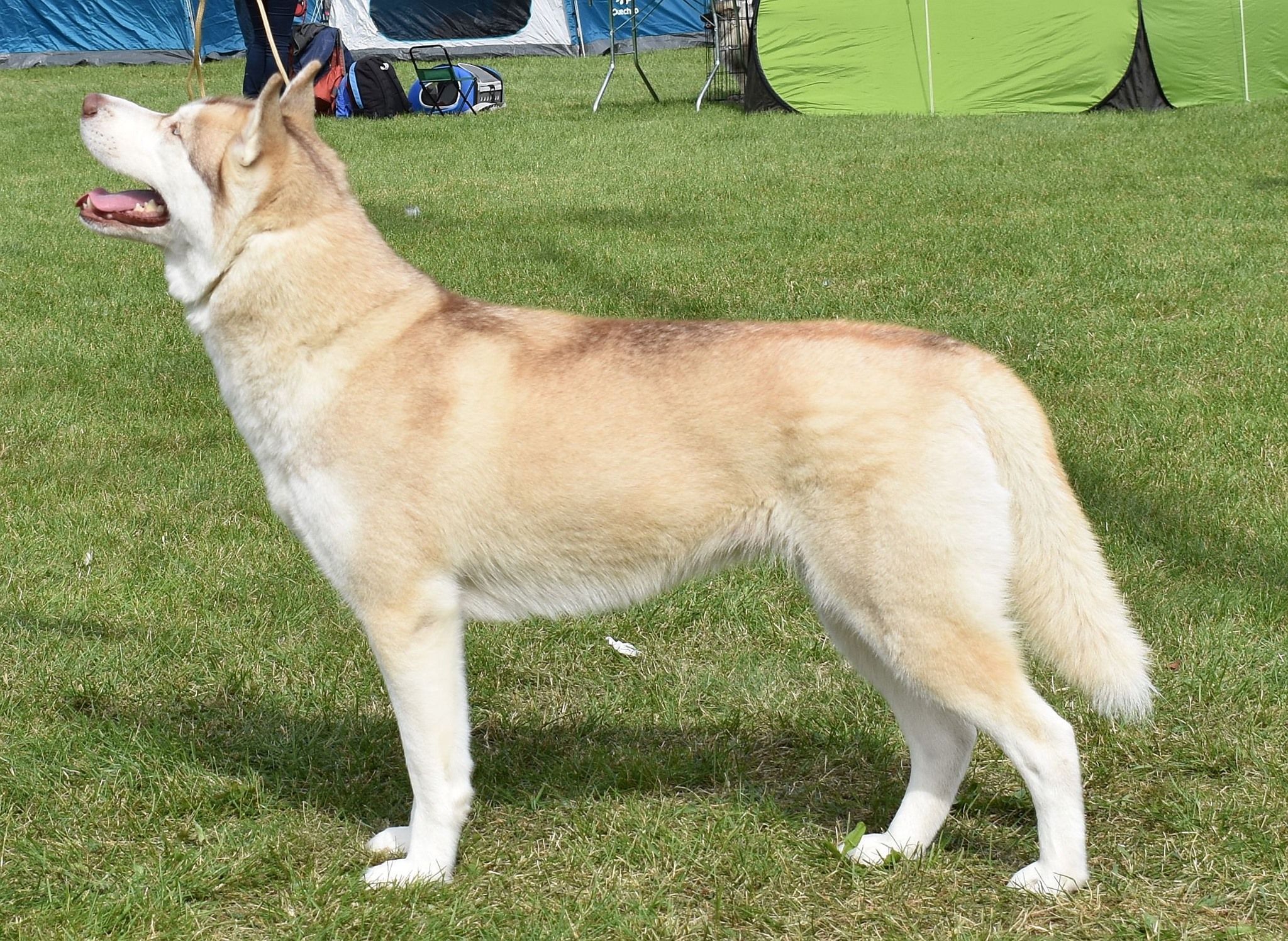 ELF ROSSETIA Sleed Dogs FCI