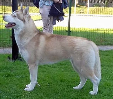 ELF ROSSETIA Sleed Dogs FCI