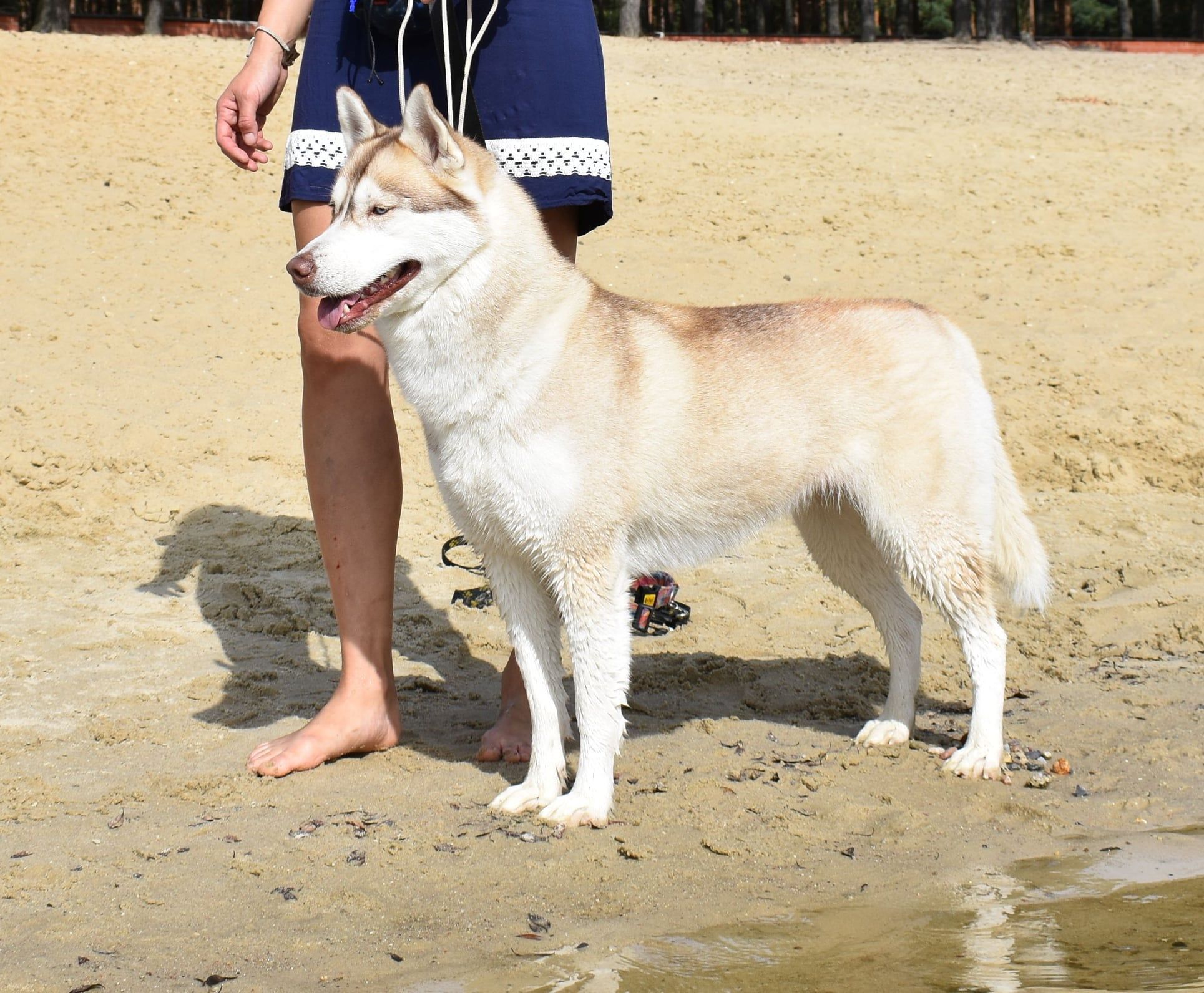 ELF ROSSETIA Sleed Dogs FCI