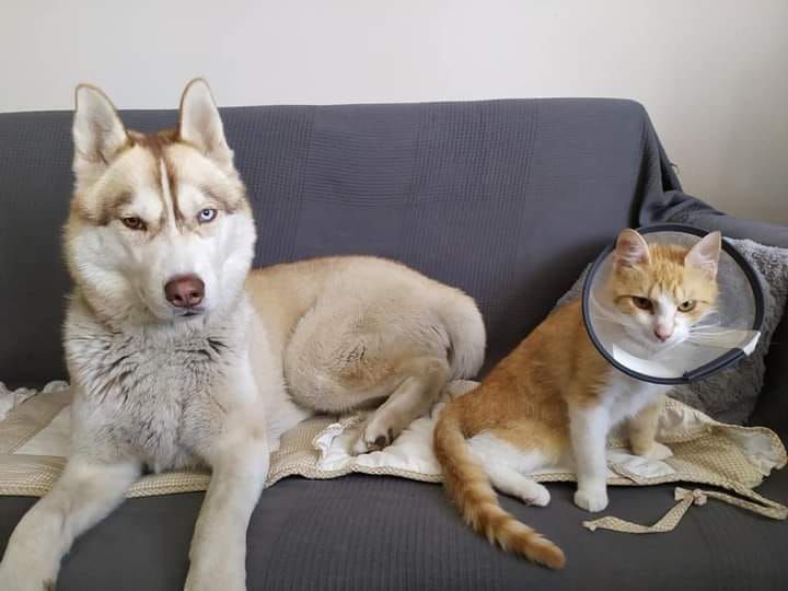 ELF ROSSETIA Sleed Dogs FCI