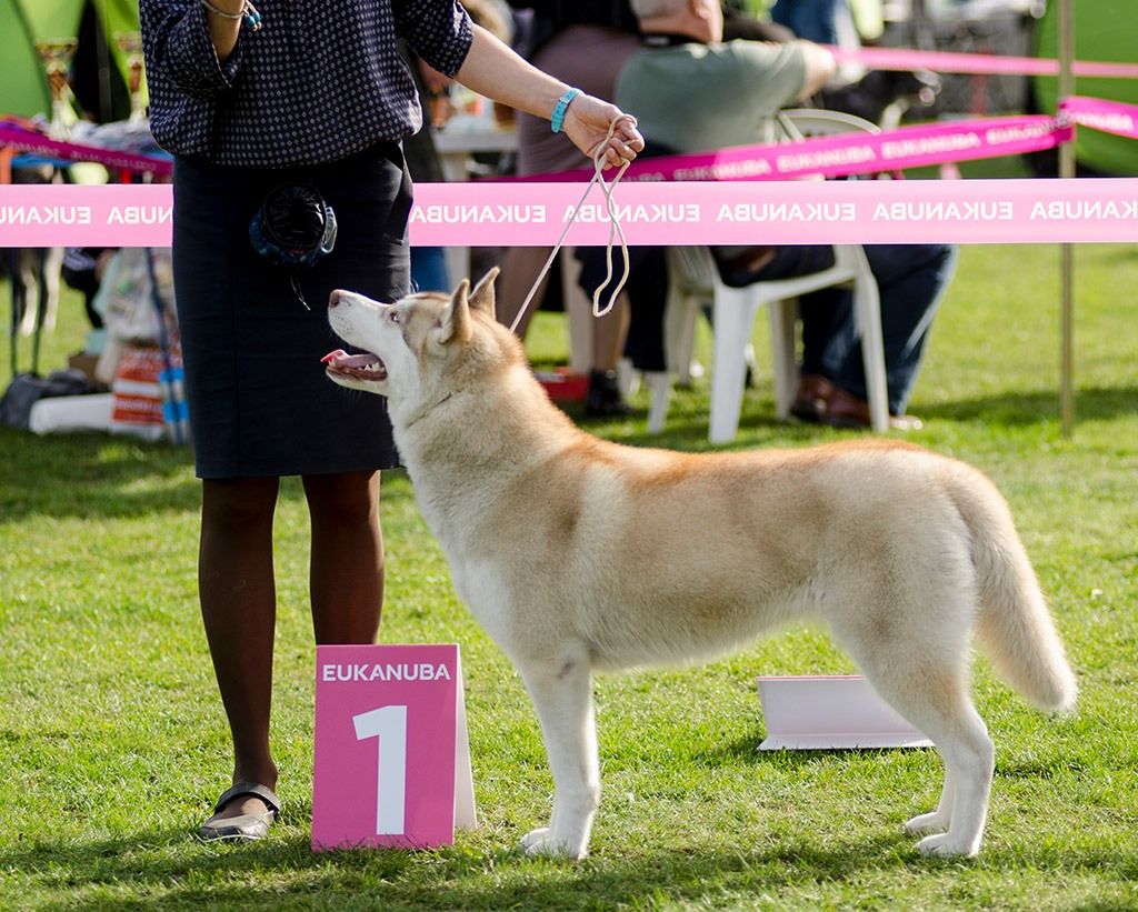 ELF ROSSETIA Sleed Dogs FCI