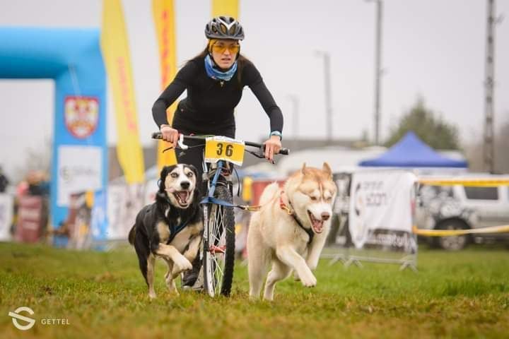ELF ROSSETIA Sleed Dogs FCI
