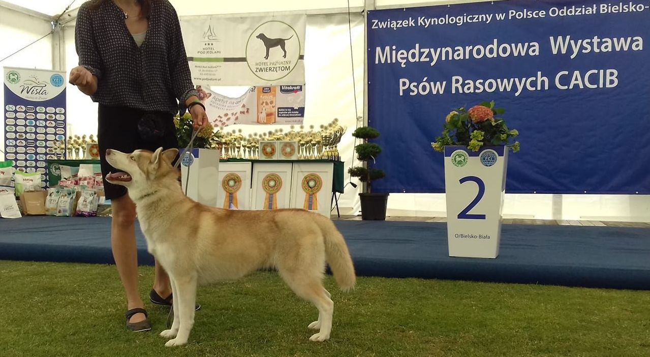 ELF ROSSETIA Sleed Dogs FCI