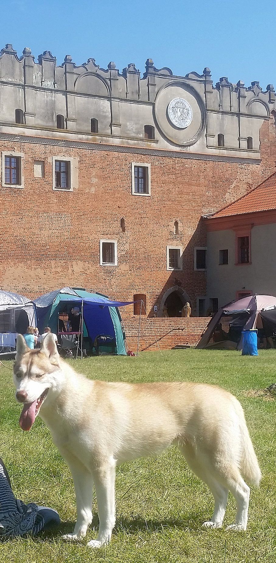 ELF ROSSETIA Sleed Dogs FCI