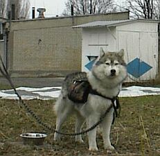 "Hmm, mo�e te� skocz�? Link� z amortyzatorem ju� mam.."