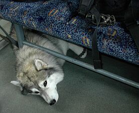 W drodze do Wawy..Szaman jeszcze nie wie, �e...