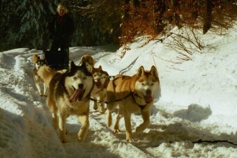 Zaprz�g Banciarni na zawodach w Nowym Targu, fot.Agnieszka �uczakowska