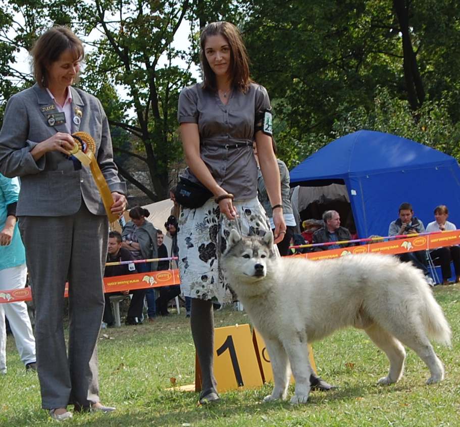 AJAKS WALECZNY Fortunatus, fot.Paulina Matusiak