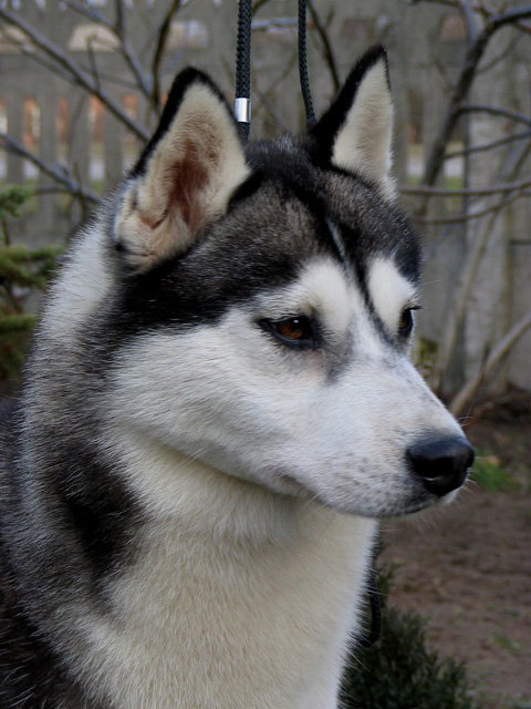 HAPPY HILARY Eskimoski Domek