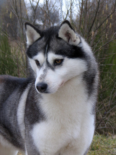 HAPPY HILARY Eskimoski Domek