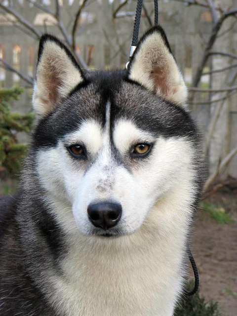 HAPPY HILARY Eskimoski Domek