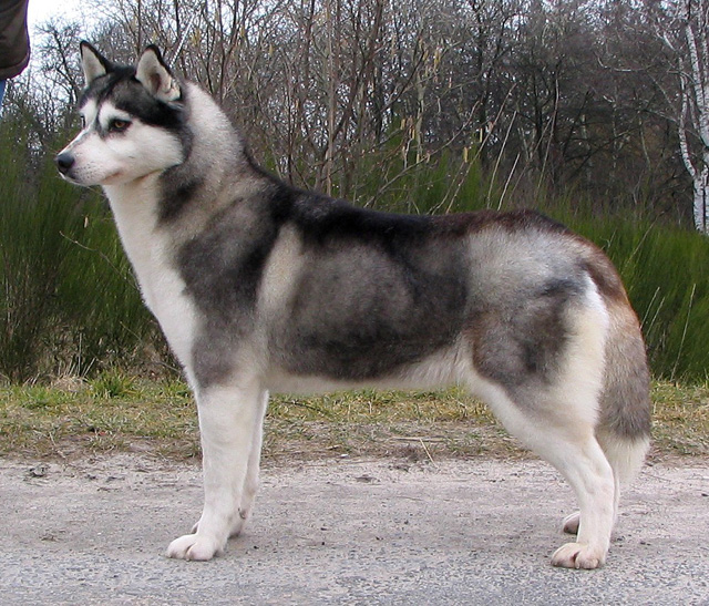 HAPPY HILARY Eskimoski Domek