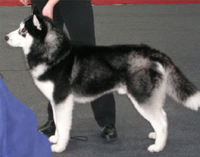 Arktogea DON CORLEONE - BLACKY