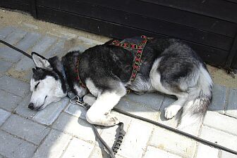 Billunia odpoczywa po biegu.