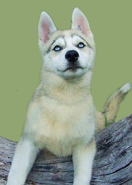 C�rka Szamana: LUSI from Snow Cottage