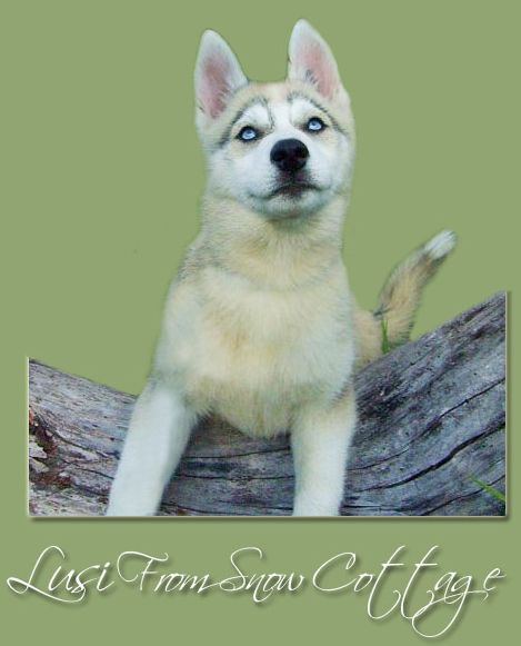 C�rka Szamana: LUSI from Snow Cottage