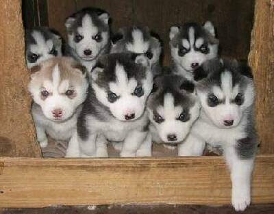 Miot Ekridi i Ciapka, fot. hod.Banciarnia