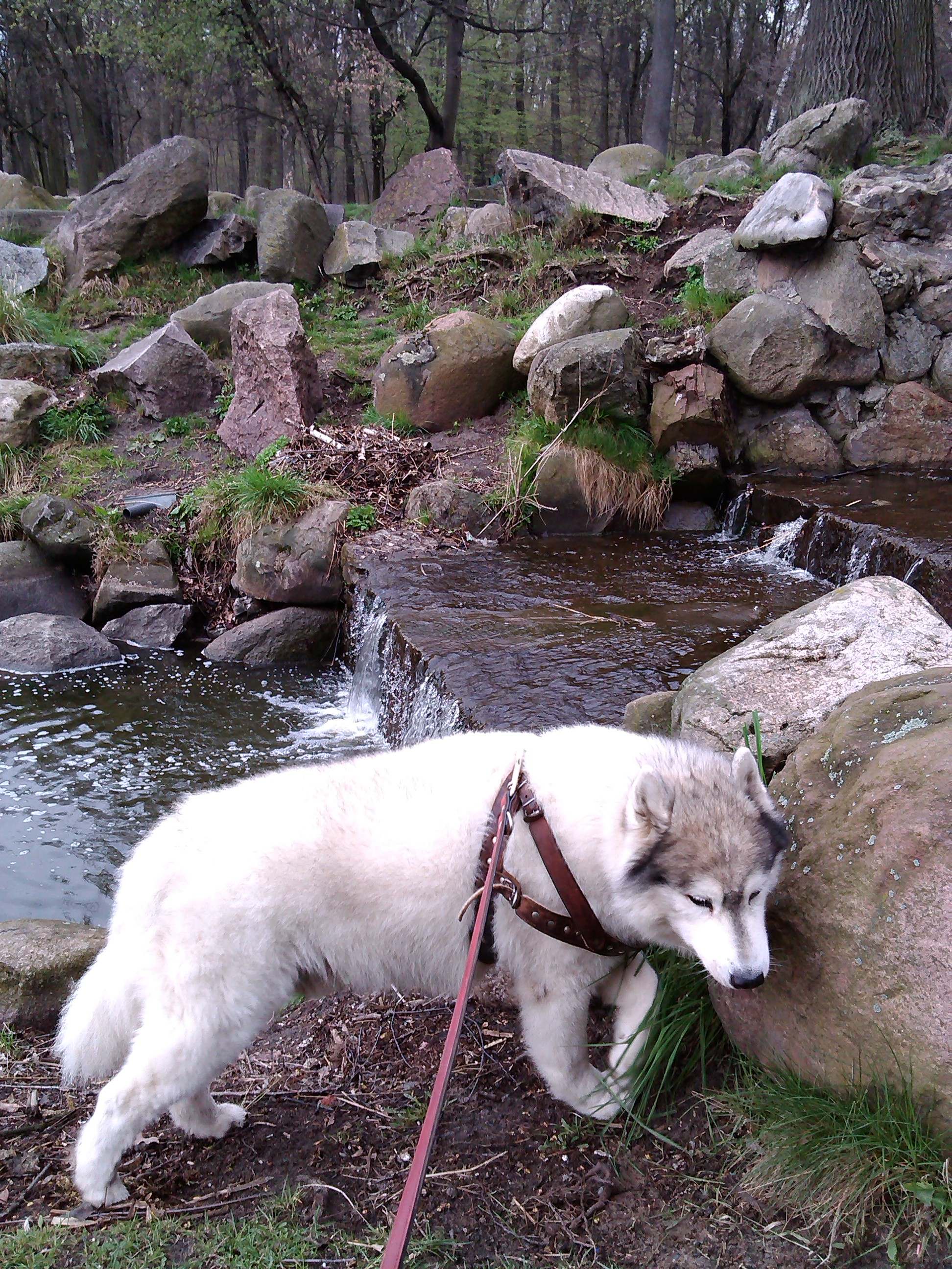 Szaman - urodzinowy spacer