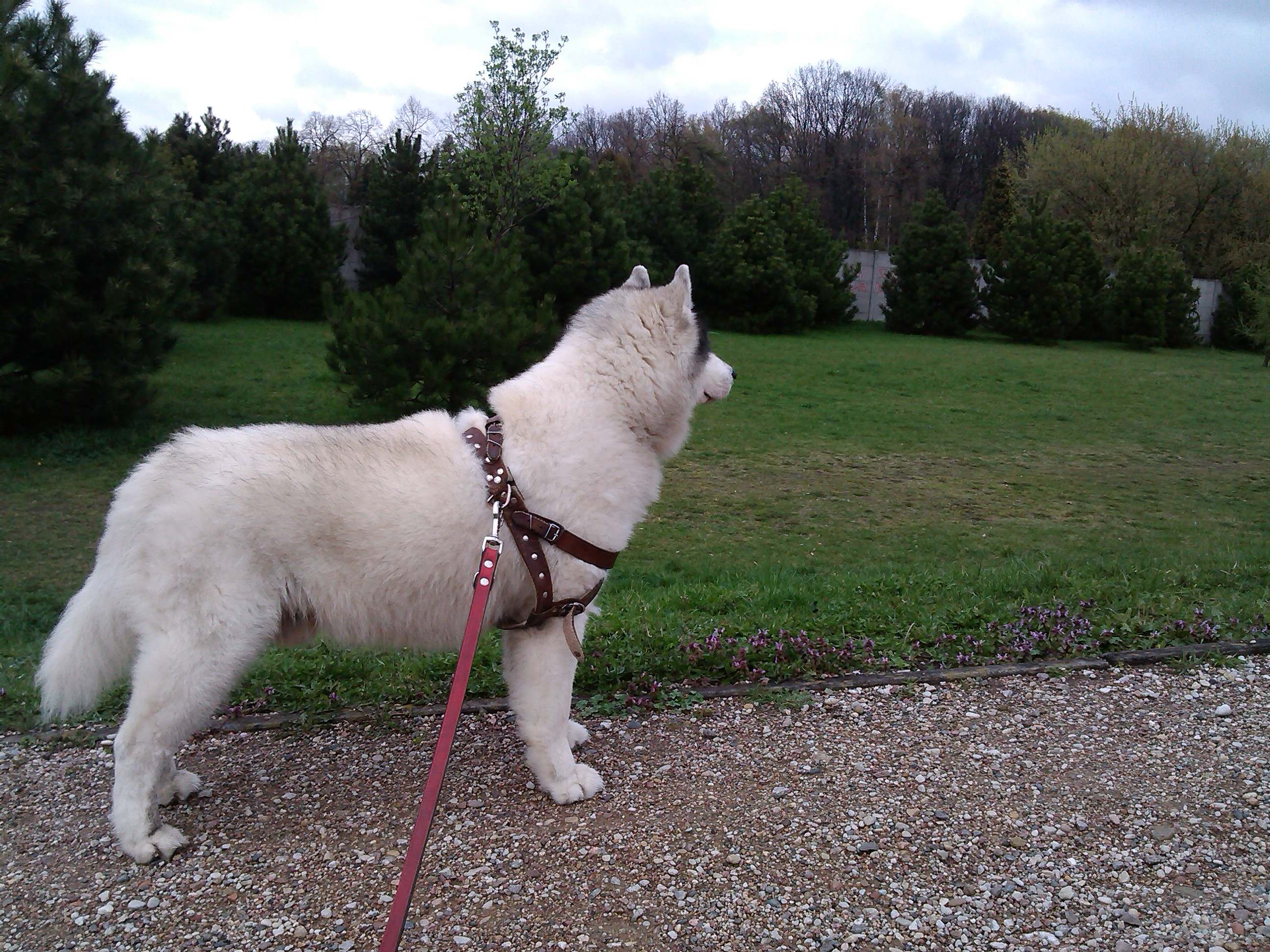 Szaman - urodzinowy spacer