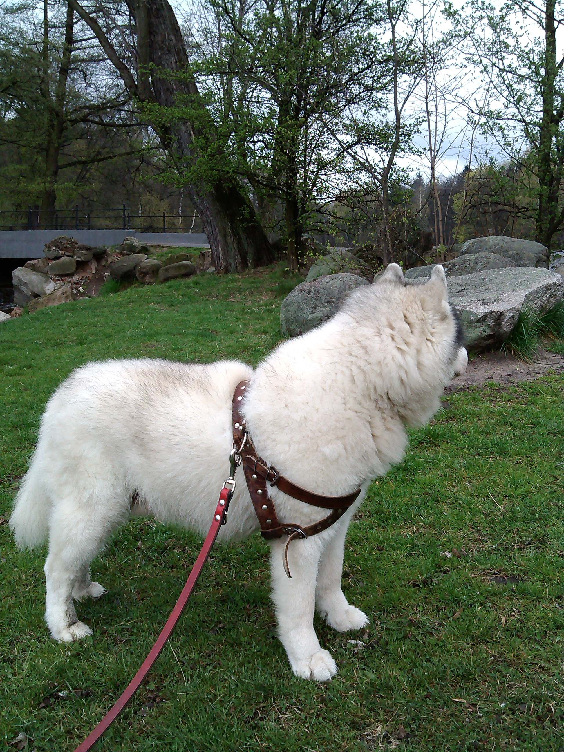 Szaman - urodzinowy spacer