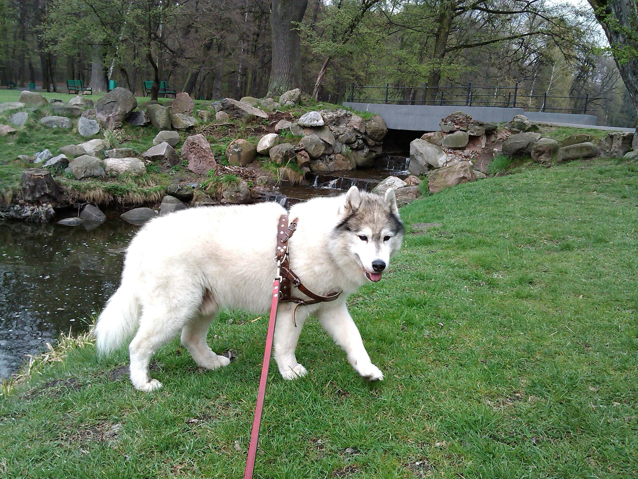 Szaman - urodzinowy spacer