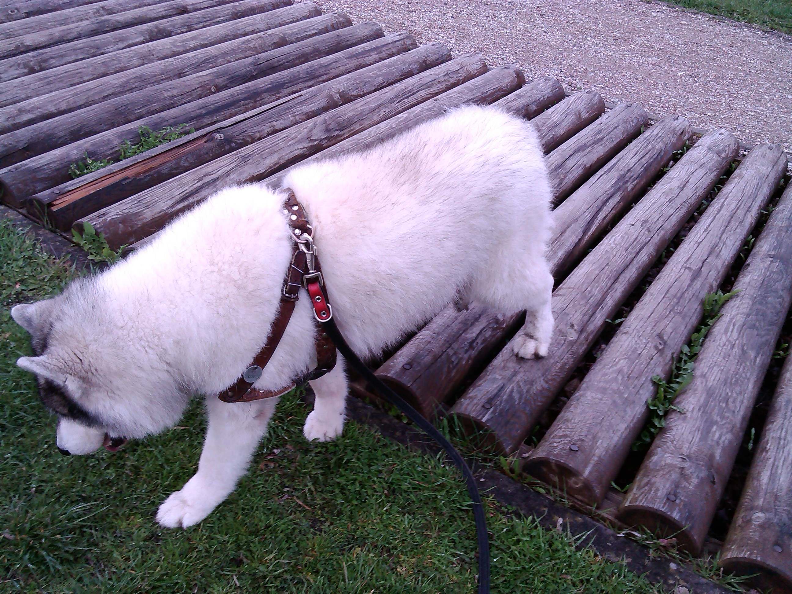 Szaman - urodzinowy spacer