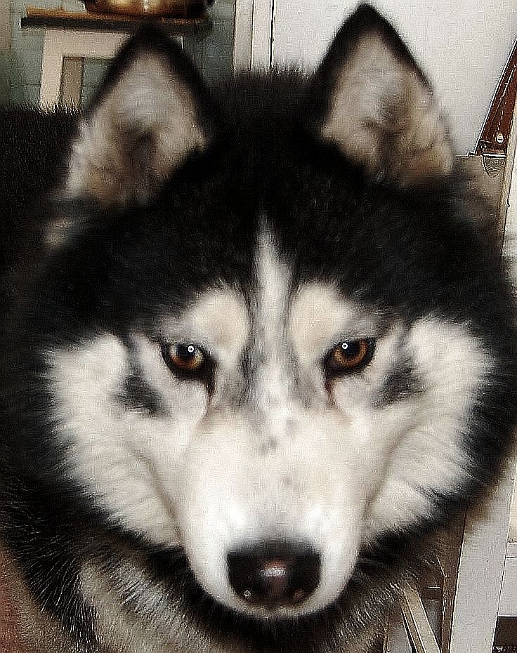 Arktogea DON CORLEONE - BLACKY