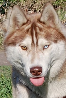 ALEX z Kociej Mafii - ZORA