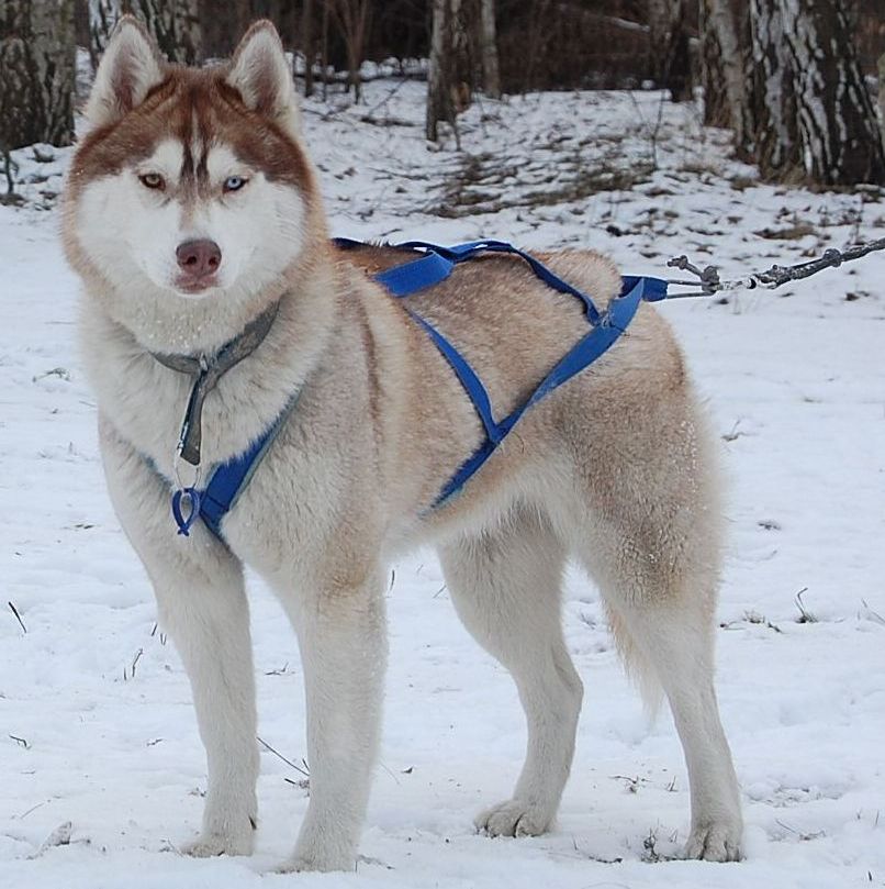 ALEX z Kociej Mafii - "ZORA"