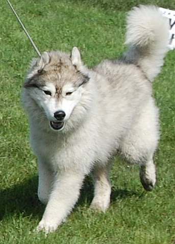 Szaman, fot.Monika Milian