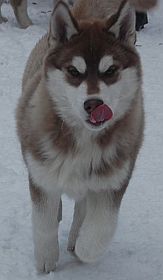 Czekoladowy urwis :)