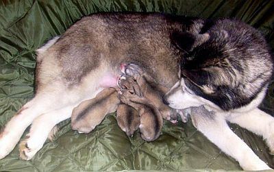 Szczeniaczki Dumy i Szamana