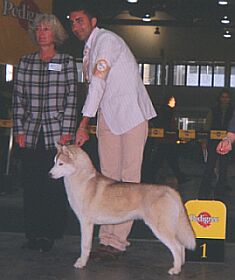 S�dzina - Gael Morison z RPA ze zwyci�czyni� klasy u�ytkowej - Sheytan's Beauty VENDETTA, fot.M.Krzemi�ska